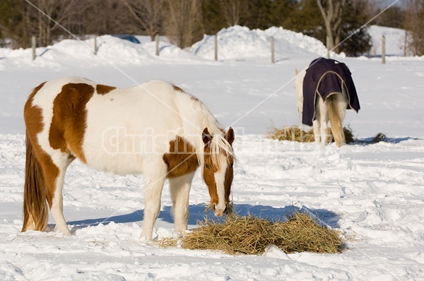 Paint horse eating hay outside in the winter off the snow.