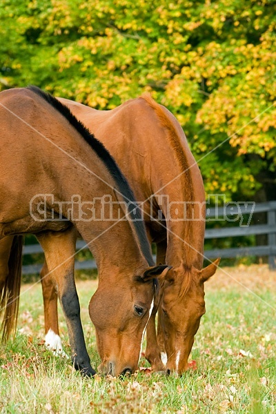 Two horses grazing on autumn pasture