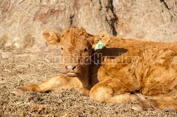 Cute beef calf