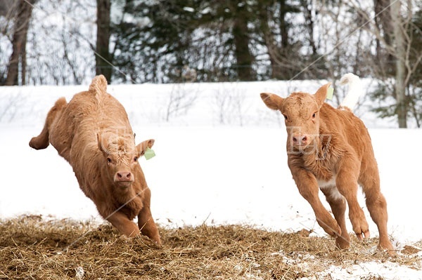 Young Charolais Beef Calves