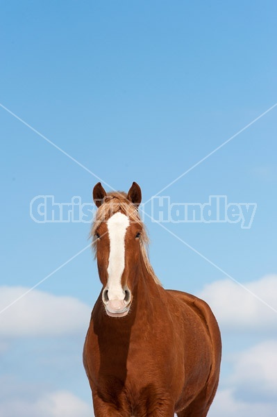 Belgian draft horses photographed against a blue sky