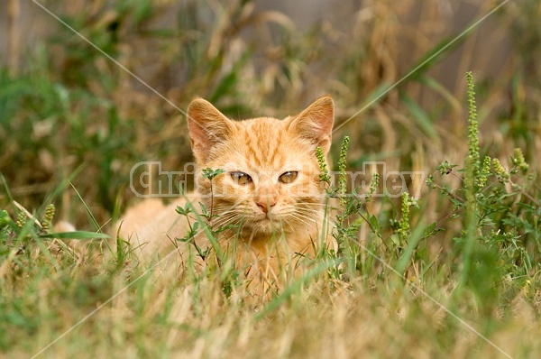 Orange kitten laying in tall grass.