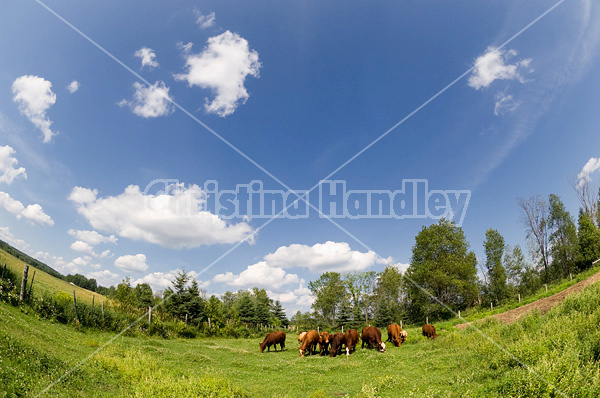 Herd of beef cows