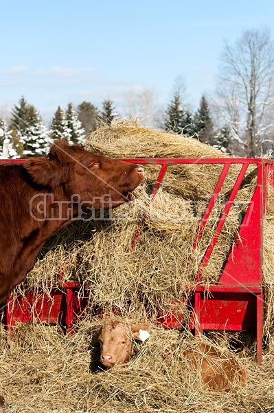 Beef Cow and Calf at Feeder