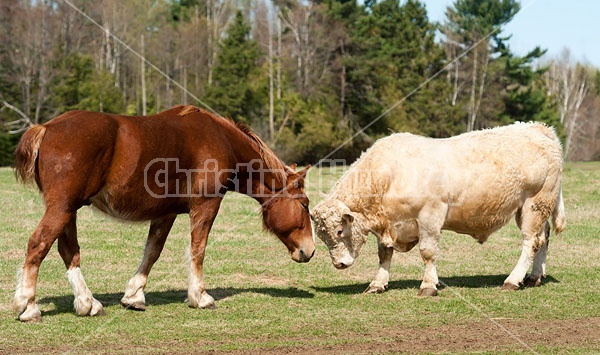 Belgian Horse and Charoalis Bull
