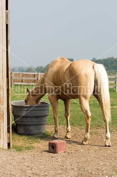 Palomino Quarter Horse