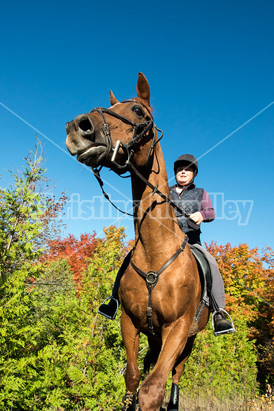 Woman riding a Chestnut Thoroughbred horse
