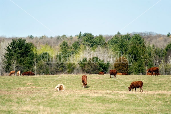 Belgian Horse and Cattle