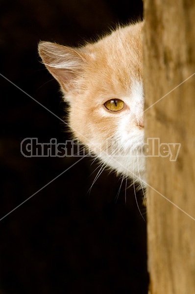 Orange and white barn cat peeking out of barn.