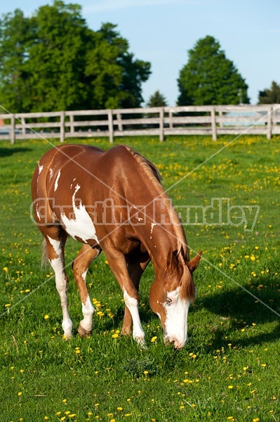 quarter horse on summer pasture