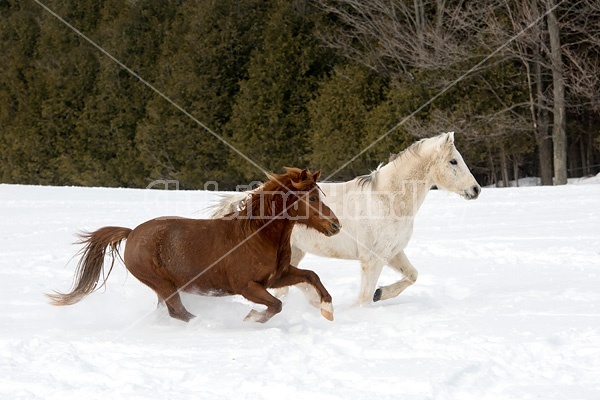 Two horses running and galloping through the deep snow