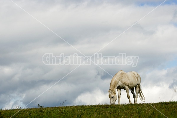Grey horse on hilltop against big sky.