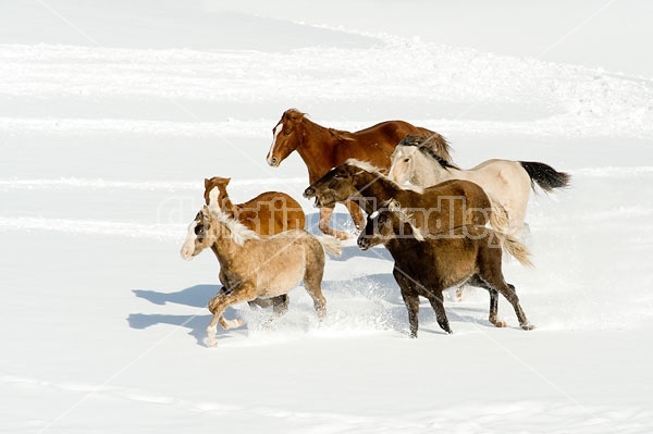 Herd of Rocky Mountain Horses Galloping in Snow