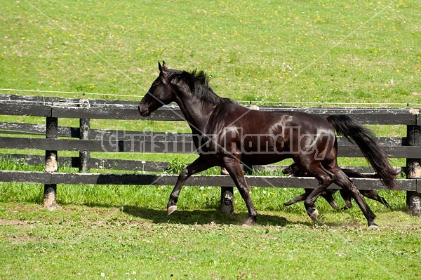 Hanoverian horse and dog