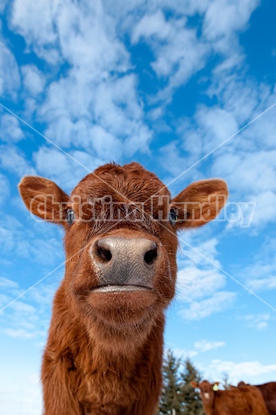 Looking up at a baby beef calf