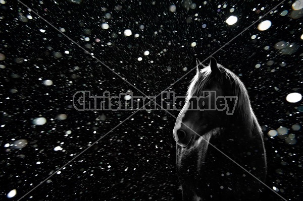Horse in black and white backlit by the setting sun with snow falling