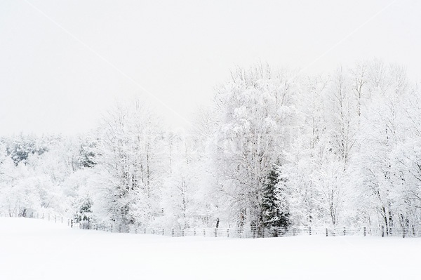 Snow and frost covered trees 