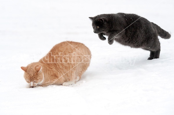 Two cats playing in the snow