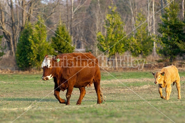 Beef Cow and Calf