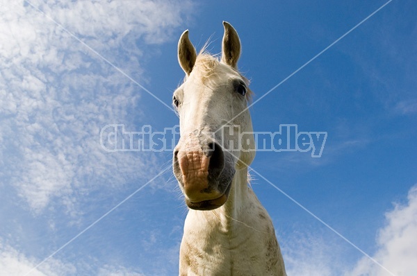 Portrait of a gray horse