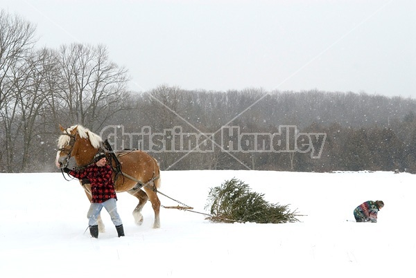 Husband and wife pulling a Christmas tree home with their Belgian horse 