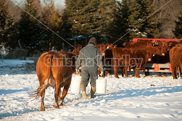 Cow following farmer carrying pails of oats