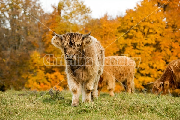 Yearling Highland Cattle on autumn pasture