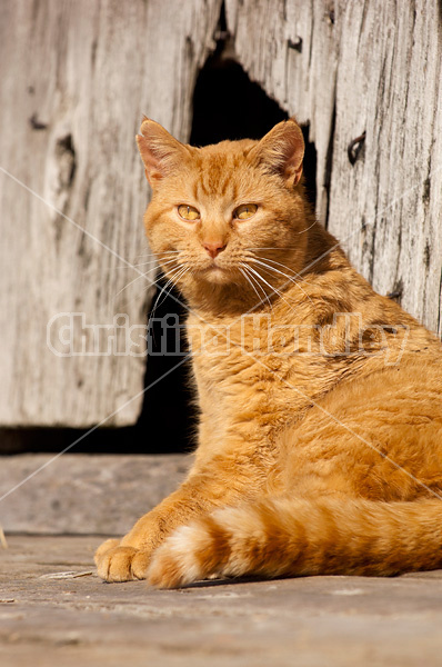 Orange barn cat