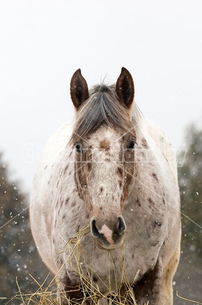 Appaloosa Horse