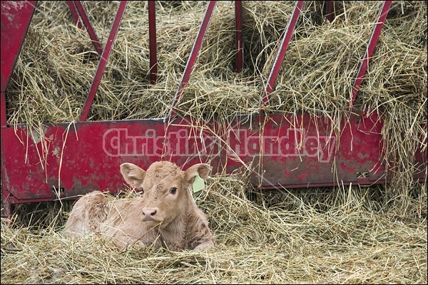 Young baby beef calf laying down by hay feeder