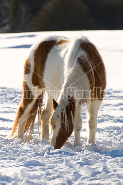 Paint horse in the snow