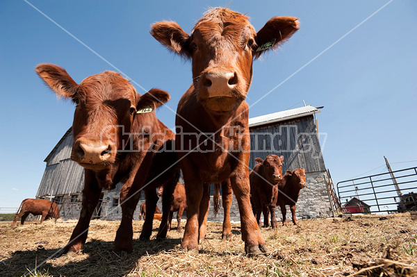 Wide angle photo of a herd of beef cattle