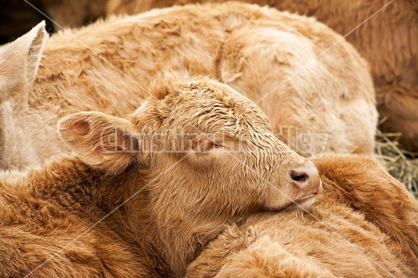 Young beef calves sleeping together