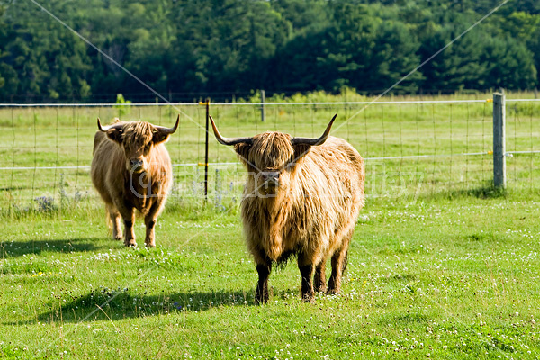 Highland cows