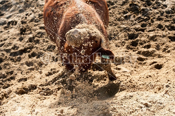 Cow Shaking Her Head