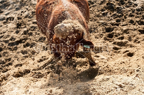 Cow Shaking Her Head