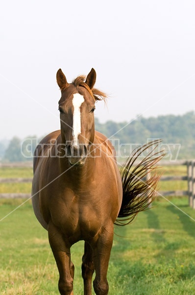 Chestnut Quarter horse