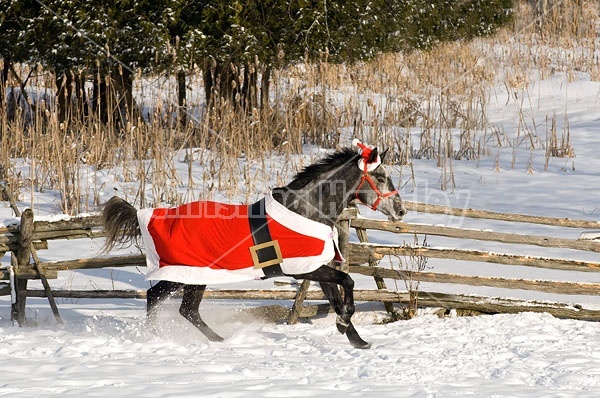 Gray horse wearing Santa Suit