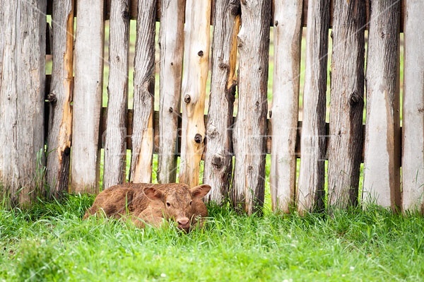 Beef Calf