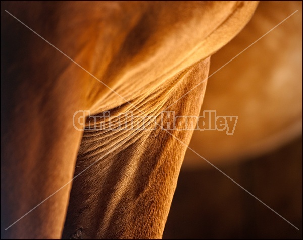 Closeup photo of a horses chest