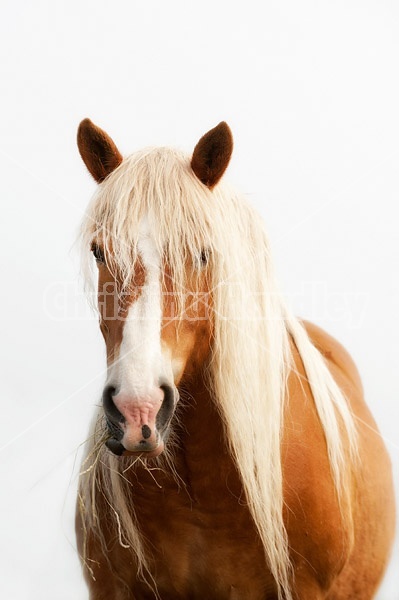 Portrait of a Belgian draft horse