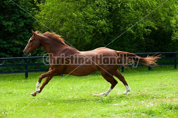 Chestnut Thoroughbred horse