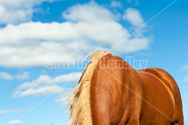 Photo of horses back, withers and neck photographed against a cloud filled blue sky