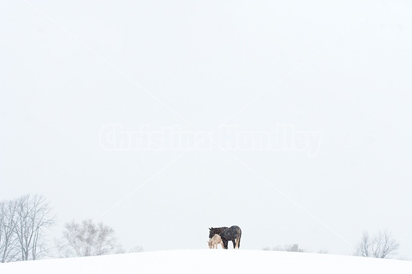 Photo of a Rocky Mountain Horse