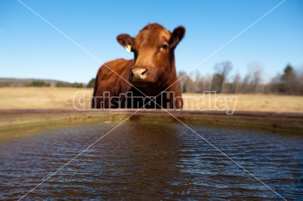 Cow at water trough. Shallow depth of field with focus on water. Cow is out of focus