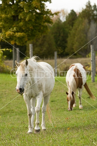 Horses grazing on late summer, early autumn pasture