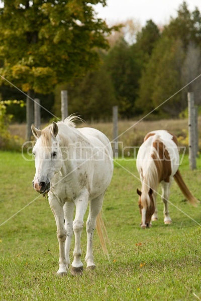 Horses grazing on late summer, early autumn pasture