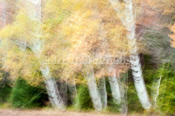 Autumn colored trees and leaves