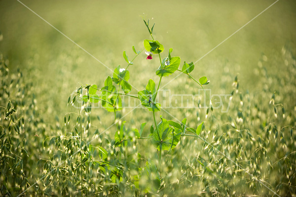 Forage peas planted in the oats