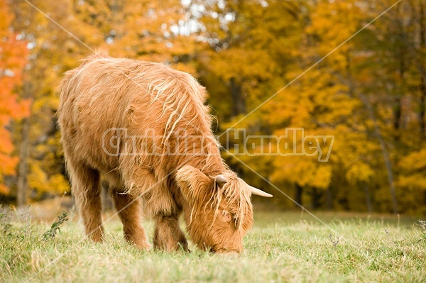 Yearling Highland Cattle on autumn pasture